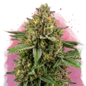 Mimosa feminized cannabis strain