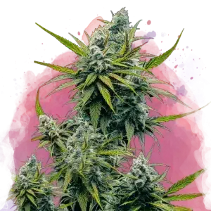 Nicole Kush feminized cannabis strain