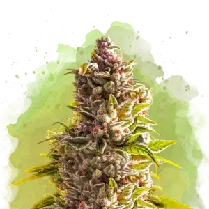 Northern Light Auto cannabis strain