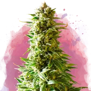 Northern Light feminized cannabis strain