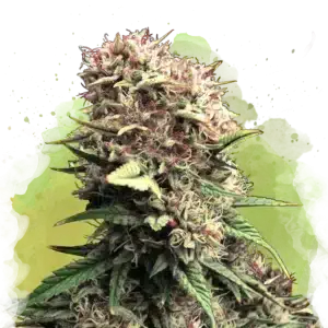 OG Kush Auto cannabis strain