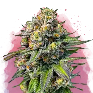 OG Kush feminized cannabis strain
