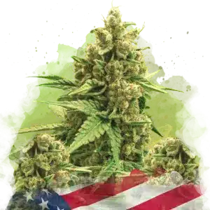 Original Glue Auto cannabis strain