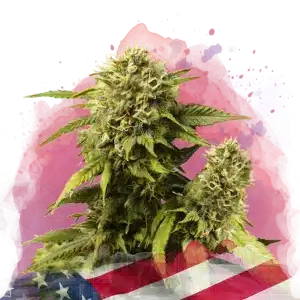 Original Glue feminized cannabis strain