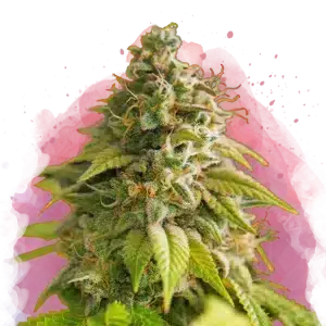 Papaya feminized cannabis strain