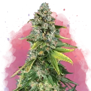 Skunk #1 feminized cannabis strain