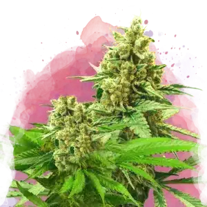 Somango XXL feminized cannabis strain