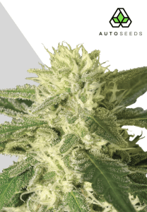 Auto #1 by Auto Seeds with compact skunk-style growth and resinous flowers