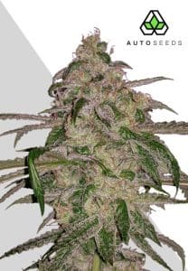 Auto Moonrocks by Auto Seeds with compact purple-tinged frosty buds
