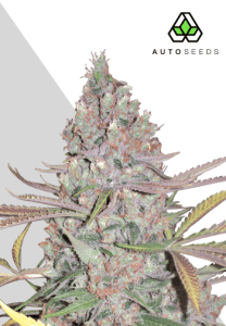 Berry Ryder Auto by Auto Seeds with compact berry-rich flowers