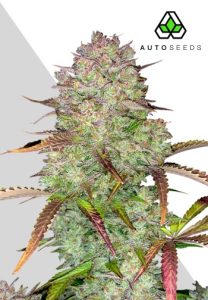Blue Dream Auto by Auto Seeds with uplifting sativa-style growth and berry-scented buds