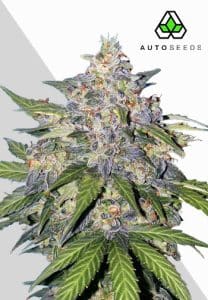 Blueberry Auto by Auto Seeds with compact berry-scented flowers and blue-tinged foliage