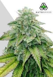 Bruce Banner Auto by Auto Seeds with tall branching growth and berry-diesel flowers