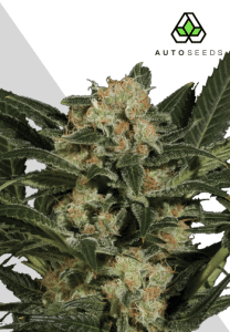 Candy Kush Auto by Auto Seeds with compact caramel-scented flowers