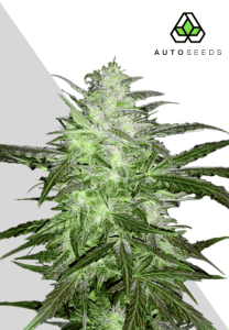 Chemdawg Auto by Auto Seeds with pungent Chem-style colas and frosty buds