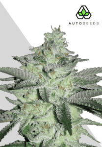 Diesel Berry Auto by Auto Seeds with fruity fuel-scented flowers