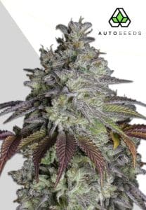 Do Si Dos Auto by Auto Seeds with compact caramel-kush flowers