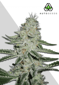Dreamberry Auto by Auto Seeds with compact frosty flowers and vigorous branching