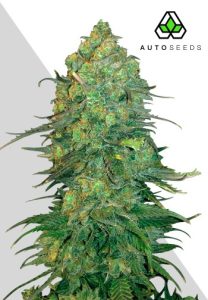 Durban Poison Auto by Auto Seeds with tall sativa-style growth and frosty flowers
