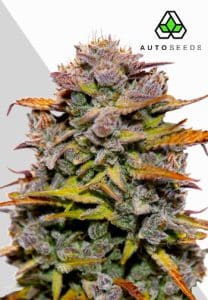 Fat Bastard Auto by Blimburn Seeds with large frosty hybrid flowers
