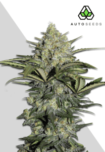 GG4 Auto by Auto Seeds with sticky trichome-rich colas