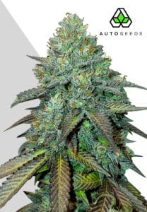 Gelato Auto by Auto Seeds with frosty dessert-style flowers