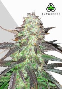 Ghost Train Haze Auto by Auto Seeds with tall frosty sativa-style colas