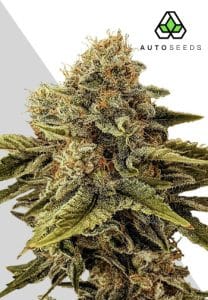 Godfather OG Auto by Auto Seeds with chunky Kush-style flowers