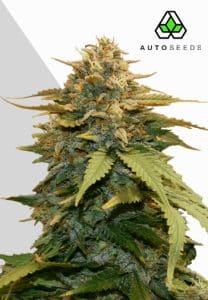 Gold Leaf Auto by Auto Seeds with golden-tinged resinous flowers