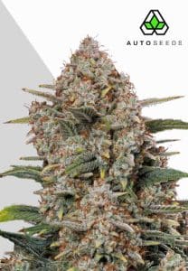 Gorilla Cookies Auto by Fast Buds with frosty branching colas
