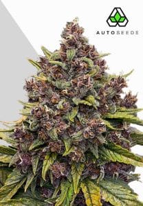 Gorilla Punch Auto by Auto Seeds with chunky frosted flowers