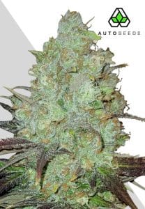Granddaddy Purple Auto by Auto Seeds with purple-tinged resinous buds