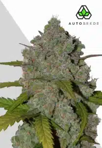 Green Crack Auto by Auto Seeds with elongated frosty sativa-style flowers