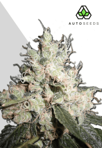 Hijack Auto by Auto Seeds with tall sativa-style growth and lime-scented flowers