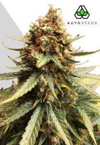 Juicy Lucy Auto by Auto Seeds with compact cheese-scented flowers