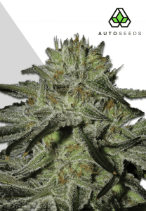 Kush Doctor Auto by Auto Seeds with balanced hybrid growth and frosty flowers
