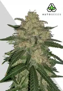 Mango Cookies Auto by Auto Seeds cannabis plant with dense resinous buds