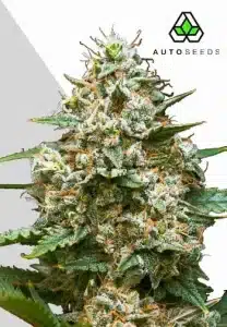 Maui Wowie Auto by Auto Seeds cannabis plant with elongated resinous buds