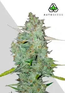 Northern Lights Auto by Auto Seeds cannabis plant with dense resinous buds