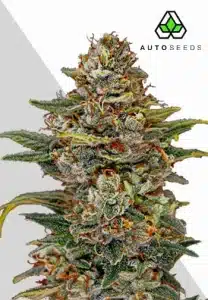 OG Kush Auto by Barney's Farm flowering with frosty compact colas