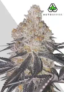 Permanent Marker Auto by Auto Seeds with frosty purple-tinged buds