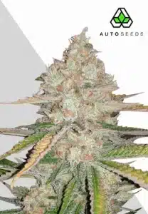 Pineapple Express Auto by Auto Seeds with elongated tropical-scented flowers