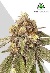 Pink Runtz Auto by Auto Seeds with colorful frosted flowers and creamy Runtz genetics