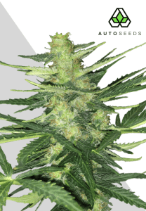 Polar Express Auto by Auto Seeds in full flowering with compact frosty colas