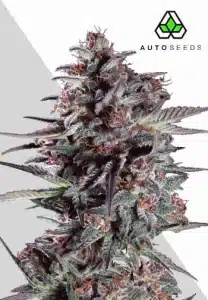 Purple Lemonade Auto by Auto Seeds with vibrant purple buds and citrus genetics