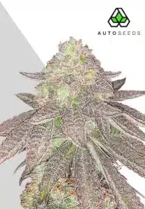 Rainbow Glue Auto by Auto Seeds with frosty sticky flowers and fruity genetics