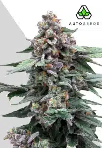 Runtz Auto cannabis plant with dense resinous buds