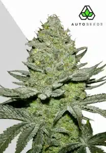 https://growlantis.com/sour-diesel-auto/
