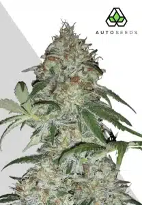 Sucker Punch Auto cannabis plant with dense resinous buds
