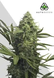 Sweet CBD Auto cannabis plant with compact resinous buds
